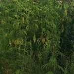 136 piante di marijuana in giardino 2