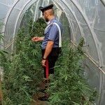A Balangero arresti domiciliari per il contadino della cannabis