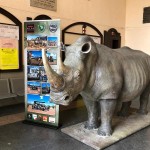 A Ivrea Leo, il rinoceronte coraggioso