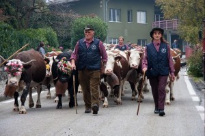 A Settimo Vittone la Desnalpà, la festa della discesa delle mandrie dagli alpeggi 1