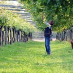 Alla Tenuta Roletto una domenica di vendemmia da vivere tra i filari