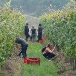 Alla Tenuta Roletto una domenica di vendemmia in famiglia 3