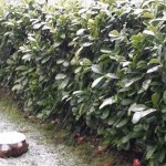 Allerta arancione sul cuneese e giallo sul resto del Piemonte per neve