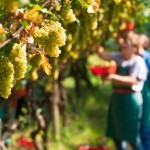 Approvata la nuova legge per l’agricoltura