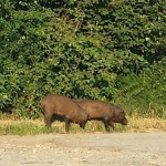 Approvata una mozione per la riapertura della caccia alle specie nocive all'agricoltura