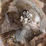 Apre il 4 ottobre al Museo Civico Garda Ivrea  la mostra di Agostino Arrivabene