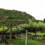 Canavese e Pinerolese protagonisti del progetto della Strada dei Vigneti Alpini Carema