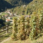 Canavese e Pinerolese protagonisti del progetto della Strada dei Vigneti Alpini Ramìe