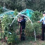 Cannabis km. 0, scoperte quattro piantagioni