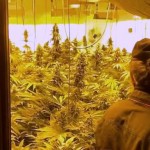 Carabinieri sequestrano casolare adibito alla coltivazione della marijuana