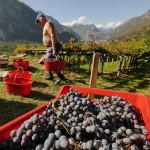 Carema non rinuncia alla Festa dell'Uva e del Vino