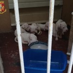 Chiusi sul balcone senza acqua nè cibo salvati 10 cani 1