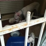 Chiusi sul balcone senza acqua nè cibo salvati 10 cani 2