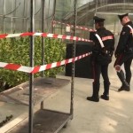 Chiuso il vivaio della cannabis, arrestati marito e moglie