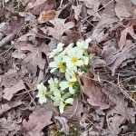 Clima pienamente primaverile fino a venerdì, Pasqua con la pioggia