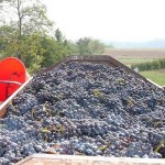 Coldiretti Piemonte vendemmia 2016 con il segno +