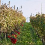 Coldiretti con vendemmia alle porte fare presto per semplificazione voucher agricolo