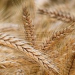 Coldiretti dal grano al pane il prezzo aumenta 15 volte