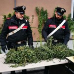 Coltiva piante di cannabis in casa