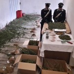 Coltiva piante di marijuana nei boschi di Meugliano