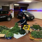 Coltivavano marijuana in un area di un maneggio