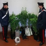 Coltivazione di cannabis