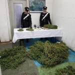 Coltivazione e spaccio di marijuana arrestata una impiegata