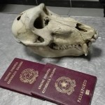 Con il cranio di babbuino nel bagaglio