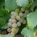 Confagricoltura Piemonte per il vino giorni decisivi, fare bene e in fretta