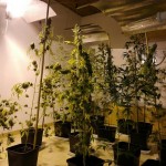 Da appartamento a serra per la marijuana