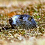 Dieci anni di ricerca sulle marmotte nel Parco Nazionale Gran Paradiso