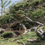 Dieci anni di ricerca sulle marmotte nel Parco Nazionale Gran Paradiso 2