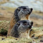 Dieci anni di ricerca sulle marmotte nel Parco Nazionale Gran Paradiso 3