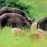 Fauna selvatica necessarie nuove misure per evitare altre tragedie