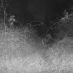 Filmati due lupi nelle colline del chivassese