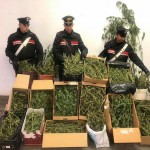 I Carabinieri chiudono un laboratorio per la produzione di marijuana