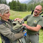 I guardaparco del Gran Paradiso recuperano un'aquila ferita a Caresole Reale