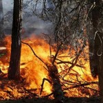 Il Sistema regionale antincendi boschivi per contrastare i roghi