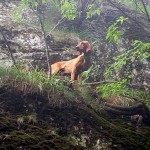 Il Soccorso Alpino salva tre cani da caccia
