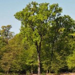 Il parco del Castello di Agliè aperto per le Giornate FAI di Primavera sabato e domenica 15 e 16  maggio