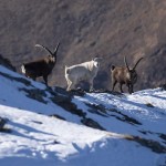 In Val di Susa confermata la presenza di uno stambecco bianco