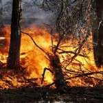 Incendi richiesto al Governo lo stato di emergenza