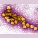Infezione da West Nile Virus in Piemonte situazione sotto controllo