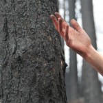 La Val di Susa a un anno dagli incendi