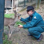 La femmina di capriolo “domestica” vivrà nell’Oasi degli Animali di San Sebastiano da Po