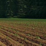 La pioggia è manna dal cielo per l'agricoltura