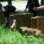 Liberati al Lago Pistono i piccoli caprioli curati al CANC di Grugliasco 2