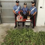 Lite tra vicini ma i Carabinieri trovano piante di cannabis