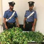 Mini piantagione di cannabis in casa, a Ozegna