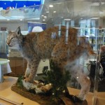 Nella sede della Città Metropolitana una lince imbalsamata